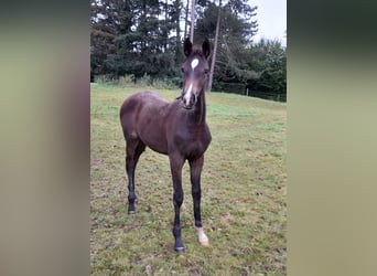 Belgian Sport Horse, Mare, Foal (06/2024), Smoky-Black