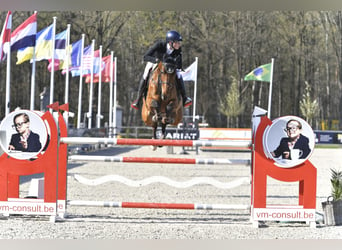 Belgian Sport Horse, Stallion, 12 years, 17,2 hh, Brown