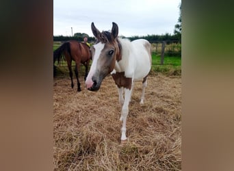 Belgisches Sportpferd, Hengst, 1 Jahr, 15,2 hh, Falbe