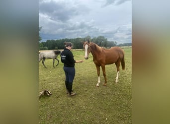 Belgian Sport Horse, Stallion, 1 year, 17 hh, Chestnut