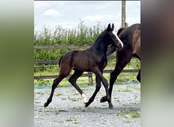 Belgian Sport Horse, Stallion, 1 year, Bay-Dark