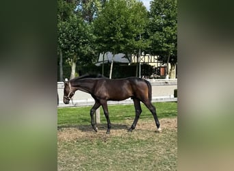 Belgian Sport Horse, Stallion, 1 year, Bay-Dark
