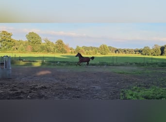 Belgian Sport Horse, Stallion, 1 year, Brown