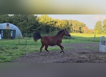 Belgian Sport Horse, Stallion, 1 year, Brown