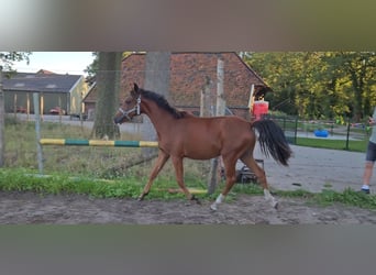 Belgian Sport Horse, Stallion, 1 year, Brown