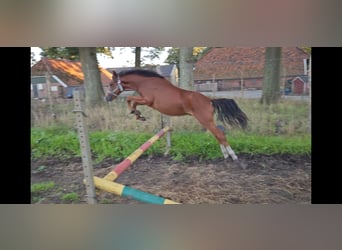 Belgian Sport Horse, Stallion, 1 year, Brown