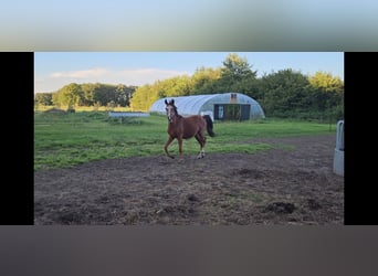 Belgian Sport Horse, Stallion, 1 year, Brown