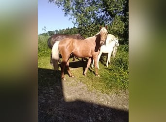 Belgian Sport Horse Mix, Stallion, 2 years, 15,3 hh, Palomino
