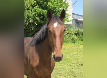 Belgian Sport Horse, Stallion, 2 years, 16,2 hh, Brown