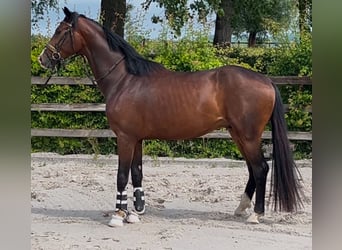 Belgian Sport Horse, Stallion, 3 years, 16 hh, Brown