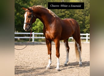 Belgian Sport Horse, Stallion, 4 years, 16.3 hh, Chestnut-Red