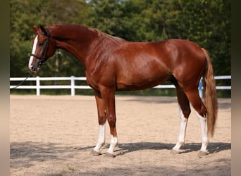 Belgian Sport Horse, Stallion, 4 years, 16.3 hh, Chestnut-Red