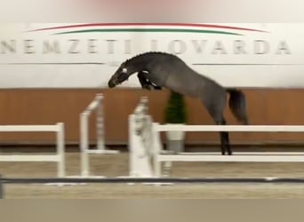 Belgian Sport Horse, Stallion, 4 years, 16,3 hh, Bay-Dark