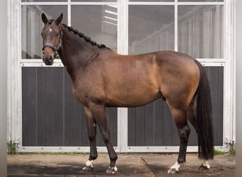 Belgian Sport Horse, Stallion, 6 years, 15.2 hh