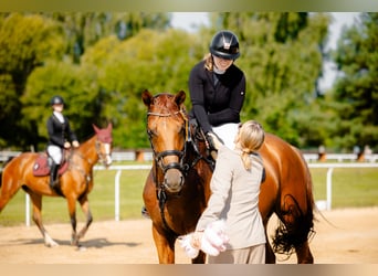 Belgian Sport Horse, Stallion, 7 years, 16.3 hh, Chestnut-Red