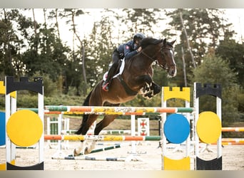 Belgian Sport Horse, Stallion, 9 years, 16,2 hh, Brown