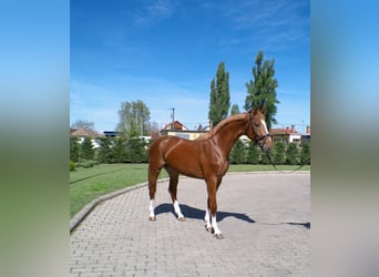 Belgian Sport Horse, Stallion, 4 years, 16,3 hh, Chestnut-Red