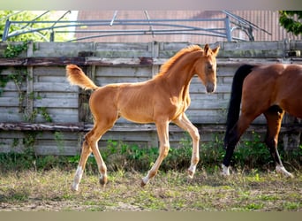 Belgian Sport Horse, Stallion, Foal (05/2025), 16.3 hh, Chestnut
