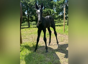 Belgian Sport Horse, Stallion, , 16,2 hh, Can be white