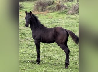 Belgian Sport Horse, Stallion, Foal (05/2024), 17 hh, Black