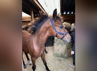 Belgian Sport Horse, Stallion, Foal (03/2025), Bay-Dark