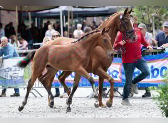 Belgian Sport Horse, Stallion, Foal (04/2025), Brown