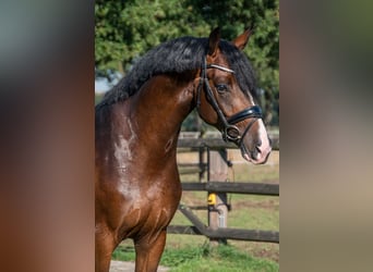 Belgian Sport Horse, Stallion, Foal (07/2024), Brown-Light