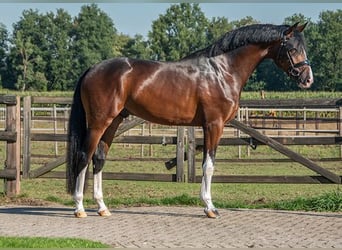 Belgian Sport Horse, Stallion, Foal (07/2024), Brown-Light