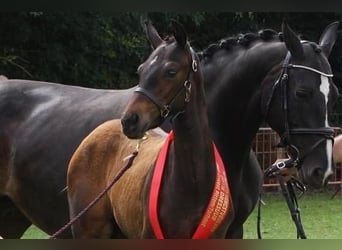 Belgian Sport Horse, Stallion, Foal (07/2024), Brown-Light