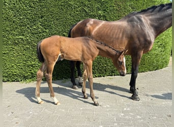 Belgian Sport Horse, Stallion, Foal (07/2024), Brown-Light