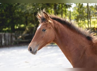 Belgian Sport Horse, Stallion, Foal (03/2024), Brown