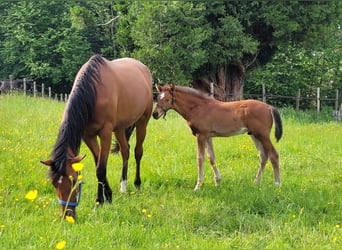 Belgian Sport Horse, Stallion, Foal (03/2024), Brown