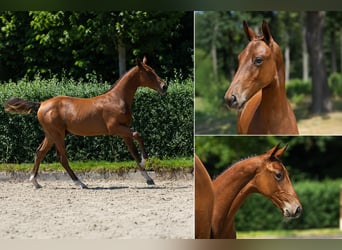 Belgian Sport Horse, Stallion, Foal (03/2026), Brown