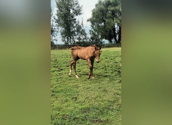 Belgian Sport Horse, Stallion, Foal (04/2024), Chestnut-Red