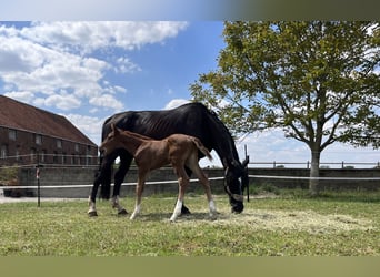 Belgian Sport Horse, Stallion, , Chestnut-Red