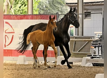 Belgian Sport Horse, Stallion, Foal (05/2025), Chestnut-Red