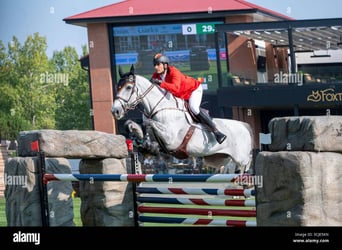 Belgian Sport Horse, Stallion, Foal (03/2026)