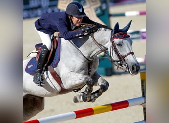 Belgian Sport Horse, Stallion, Foal (03/2026)