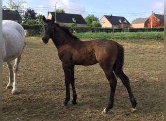 Belgian Sport Horse, Stallion, Foal (05/2026), Smoky-Black