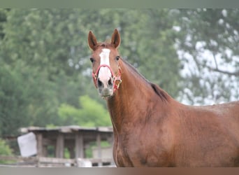 Belgian Warmblood, Unknown, Embryo