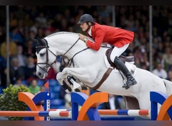Belgian Warmblood, Stallion, Embryo