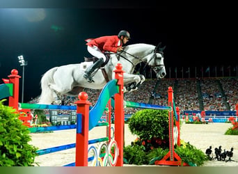 Belgian Warmblood, Stallion, Embryo