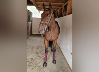 Belgian Warmblood, Gelding, 10 years, 15.1 hh, Brown