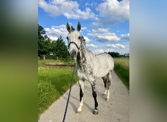 Belgian Warmblood, Gelding, 10 years, 15.2 hh, Gray-Dapple