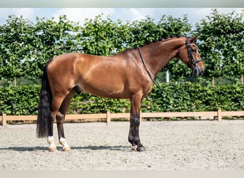 Belgian Warmblood, Gelding, 10 years, 16.1 hh, Brown