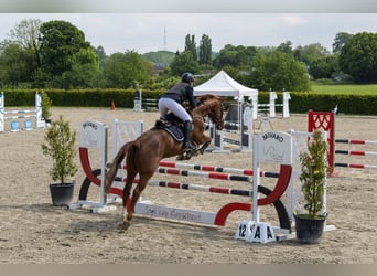 Belgian Warmblood, Gelding, 10 years, 16,1 hh, Chestnut-Red