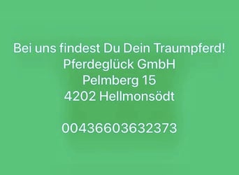 Belgian Warmblood, Gelding, 10 years, 16.2 hh, Black