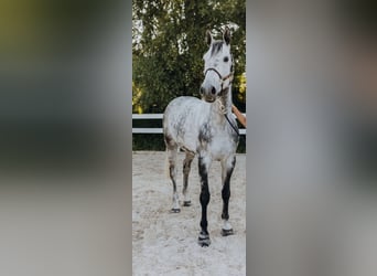 Belgian Warmblood, Gelding, 10 years, 16.2 hh, Grey