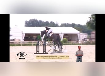 Belgian Warmblood, Gelding, 10 years, 16.3 hh, Black