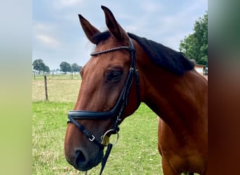 Belgian Warmblood, Gelding, 10 years, 16,2 hh, Brown